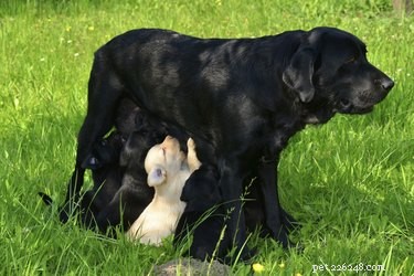 Detecting Pregnancy in Labradors: A Quick Guide for Owners