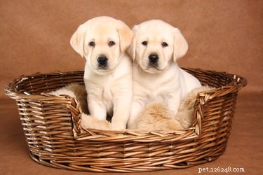 Detecting Pregnancy in Labradors: A Quick Guide for Owners