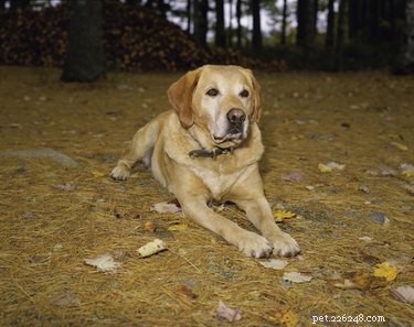 Detecting Pregnancy in Labradors: A Quick Guide for Owners