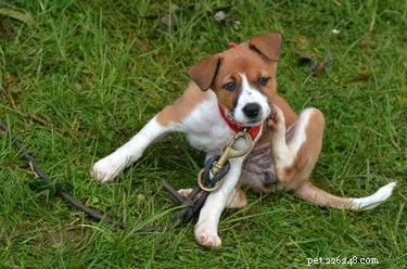 Spotting Dog Flea Eggs: Identification & Removal Tips
