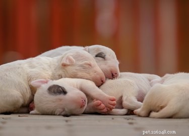 Key Stages of Puppy Development During Pregnancy