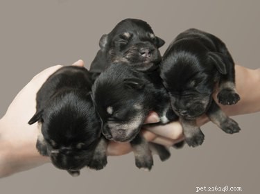 Key Stages of Puppy Development During Pregnancy