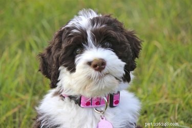 Recognizing Cushing s Disease in Dogs: Key Symptoms & Early Warning Signs