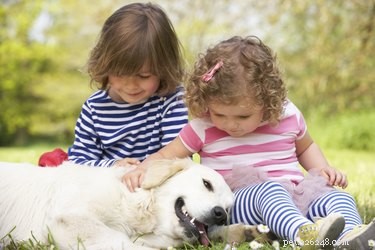 Understanding Calcinosis Circumscripta: Causes, Symptoms, and Treatment in Dogs