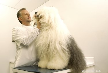 Understanding Calcinosis Circumscripta: Causes, Symptoms, and Treatment in Dogs