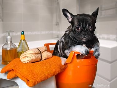 Safe Colon Cleansing for Dogs: Tips & Alternatives