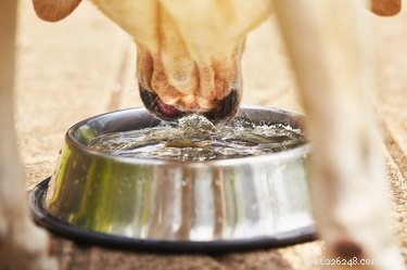 Understanding Normal Creatinine Levels in Dogs for Accurate Kidney Health Assessment