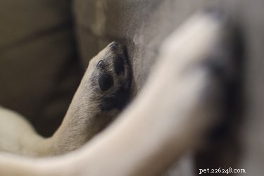 How to Treat a Dog’s Paw Pad Cut: Expert Care Guide