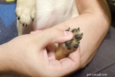 How to Treat a Dog’s Paw Pad Cut: Expert Care Guide