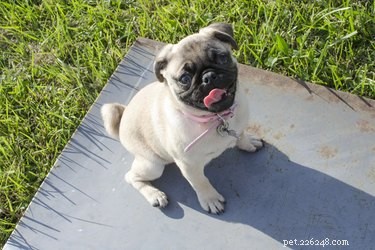 How to Treat a Dog’s Paw Pad Cut: Expert Care Guide