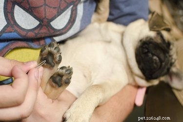 How to Treat a Dog’s Paw Pad Cut: Expert Care Guide