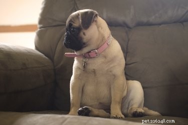 How to Treat a Dog’s Paw Pad Cut: Expert Care Guide