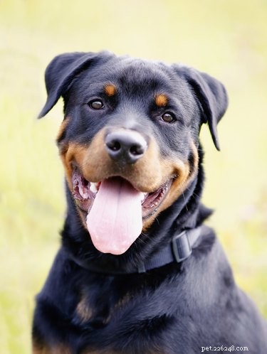 Rottweiler Skin Health: Common Problems & Care Tips