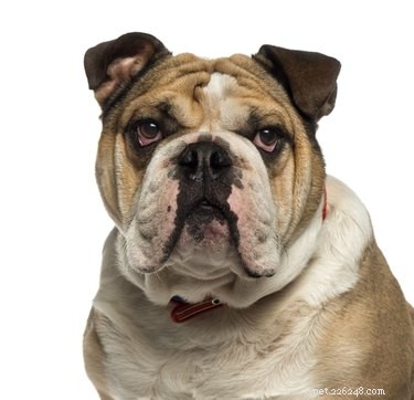 Professional Guide: Cleaning Your English Bulldog’s Facial Wrinkles for Health