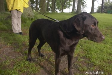 Effective Remedies for Itchy Dogs Without Fleas