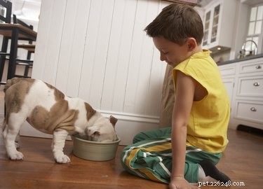 Effective Remedies for Itchy Dogs Without Fleas