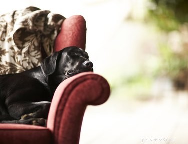 Effective Remedies for Itchy Dogs Without Fleas