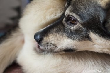 Effective Solutions for Managing Hairballs in Dogs