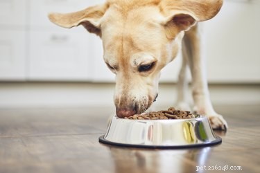 Effective Solutions for Managing Hairballs in Dogs
