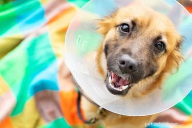 Effective Solutions for Managing Hairballs in Dogs