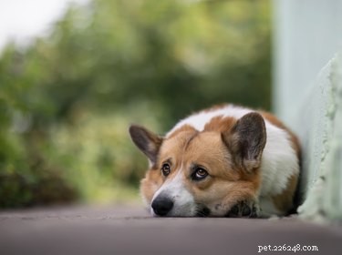 Safe Home Remedies for Dogs with Breathing Issues