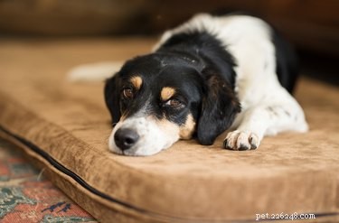 Safe Home Remedies for Dogs with Breathing Issues