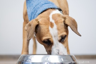 Top Dog Foods for Managing Pancreatitis in Dogs