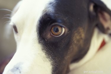 Dog Cataract Surgery: Cost, Procedure, and Recovery Explained
