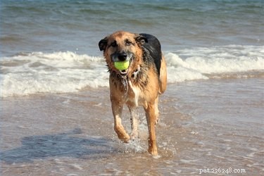 Managing Cushing’s Disease in Dogs: Expected Lifespan and Quality of Life
