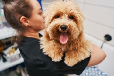 Choosing the Right Antiseptic for Your Dog: Safe Home Care Tips