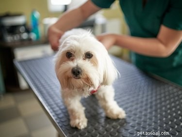 Choosing the Right Antiseptic for Your Dog: Safe Home Care Tips