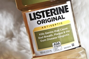 Natural Flea Control: Using a Listerine & Water Spray for Your Dog