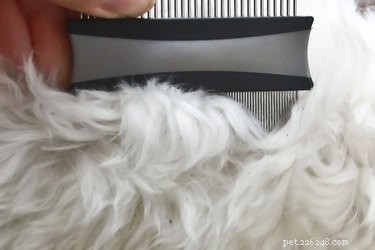 Natural Flea Control: Using a Listerine & Water Spray for Your Dog