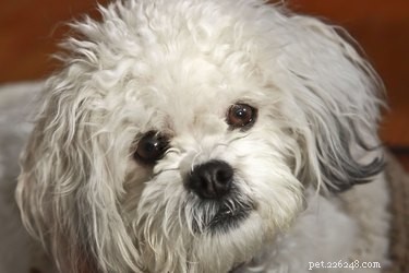 Natural Flea Control: Using a Listerine & Water Spray for Your Dog