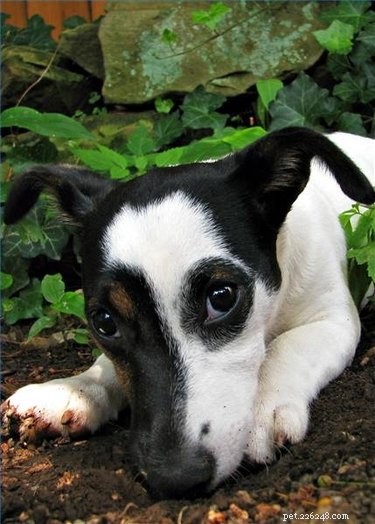 Diagnosing and Managing Microhepatica (Small Liver) in Dogs