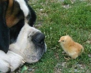 Dog‑Friendly Weed Control: Safe & Effective Solutions