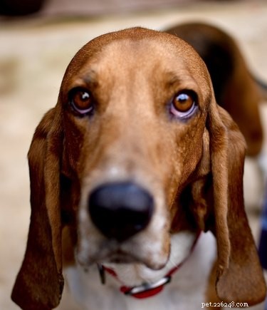 Comprehensive Guide to Basset Hound Pregnancy: What Owners Need to Know