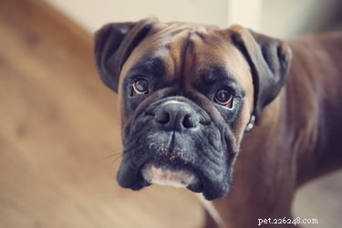 Safe OTC Cough Relief for Dogs: Trusted Options & Expert Guidance