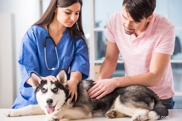 Urine Acidifiers for Dogs: Safe Use, Benefits, and Precautions