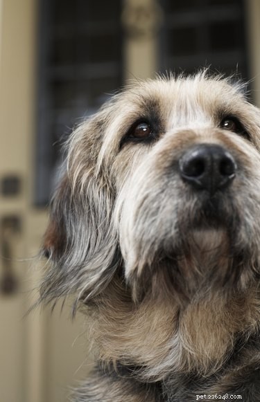 Understanding Hair Loss Around Your Dog s Eyes: Causes & Solutions