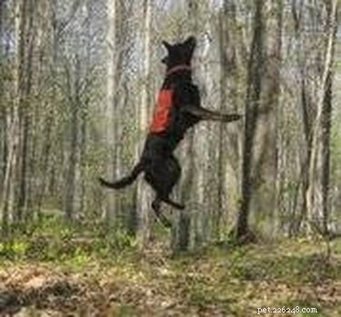 Identifying Dog Tapeworms in Feces: Signs, Causes, and Treatment