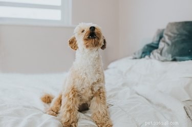 Safe Use of Oregano Oil for Dogs: Dosage, Dilution, and Veterinary Guidance
