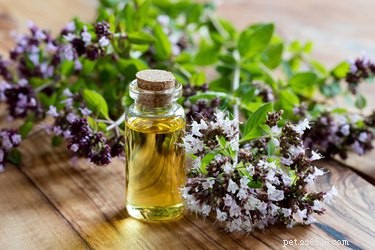 Safe Use of Oregano Oil for Dogs: Dosage, Dilution, and Veterinary Guidance