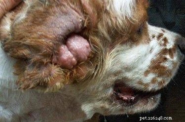 Recognizing and Treating Ear Growths in Dogs: When to Seek Veterinary Care