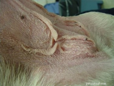 Natural Therapies for Managing Cushing’s Disease in Dogs