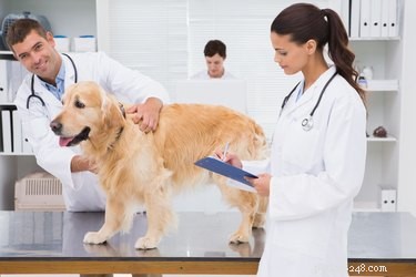Panacur Wormer: Comprehensive Guide to Treating Dog Parasites