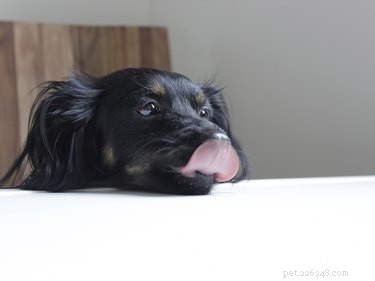 Understanding Excessive Licking in Dogs: Causes, Symptoms, and Solutions