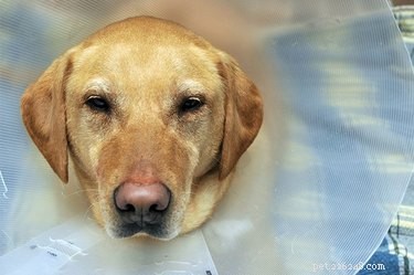 Traumeel for Dogs: A Natural Pain Relief Solution