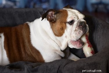 Are Nylabone Chew Toys Safe? Risks & How to Protect Your Dog