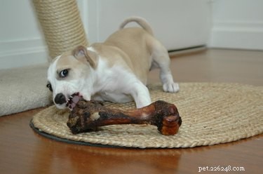 Dog Feeding Guide: Calculate the Right Amount Based on Your Dog s Weight